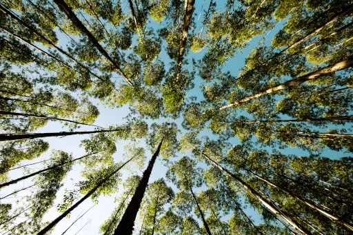 Trees with skyTrees with sky