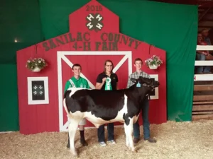 Sanilac County Fair Cattle Min