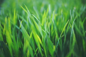 Healthy Grass