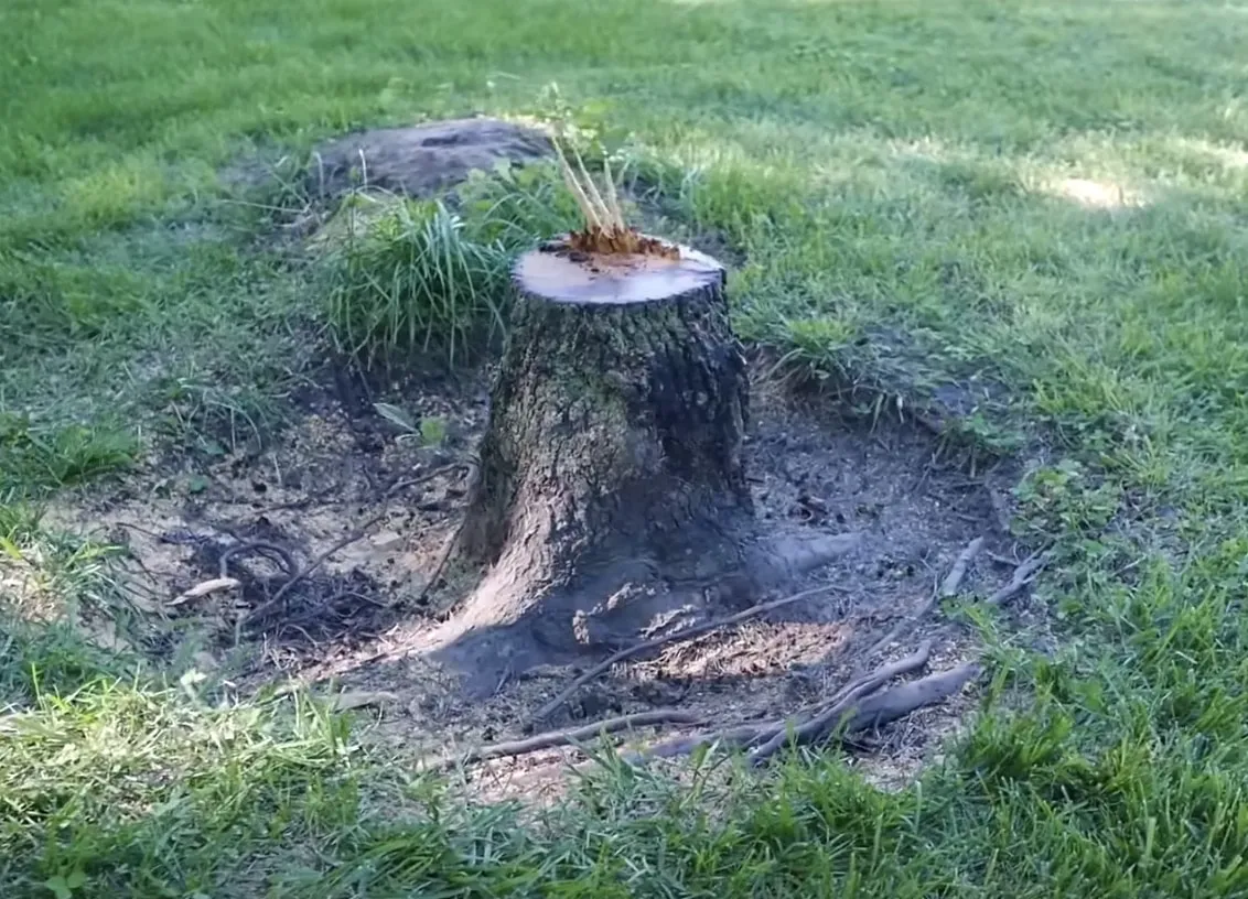 Tree stump